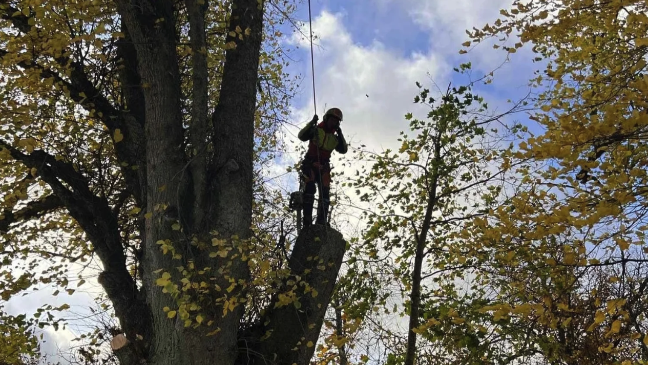 Silhuett av klatrer i tre mot høstfarger
