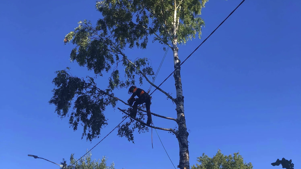 Arborist klatrer i bjørketre for trefelling