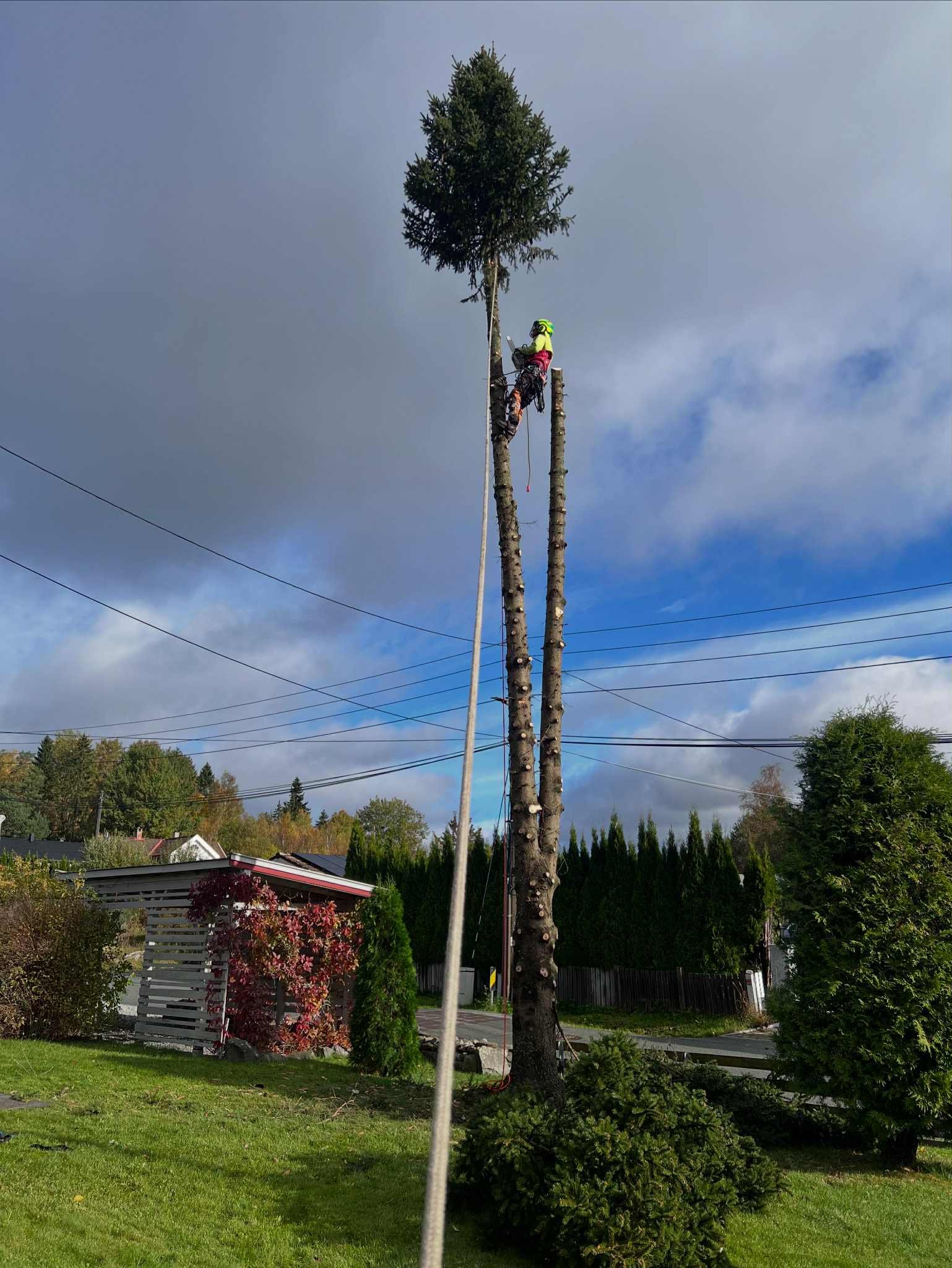 Arborist klatrer i høyt tre